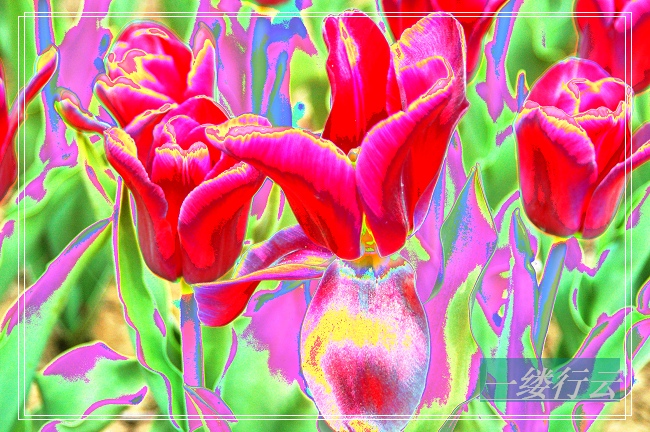 花非花