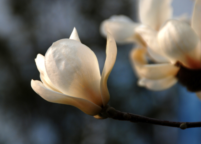 [原创]又是玉兰花开时