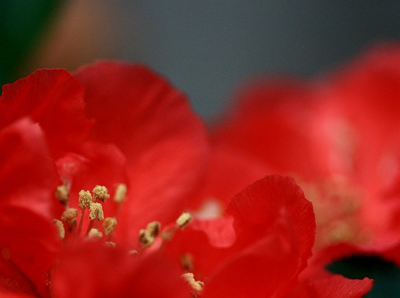 花儿