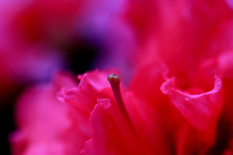 花儿
