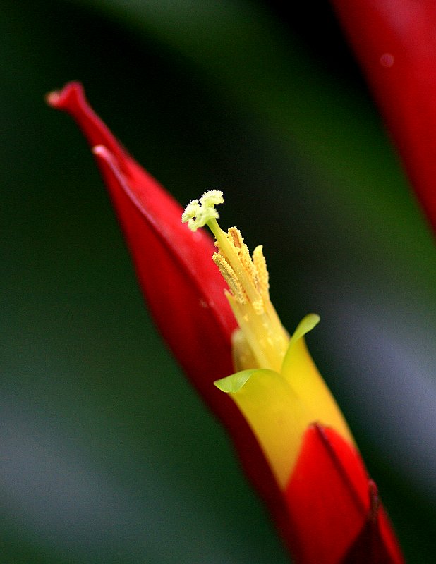 花儿