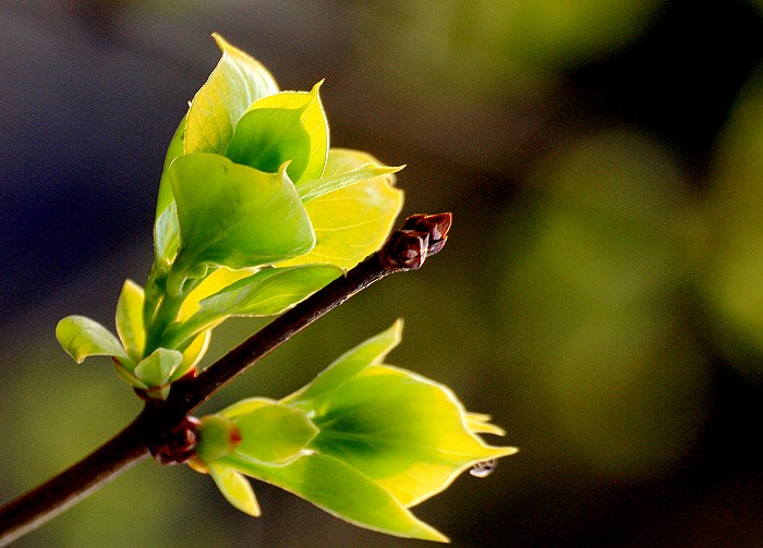 春芽