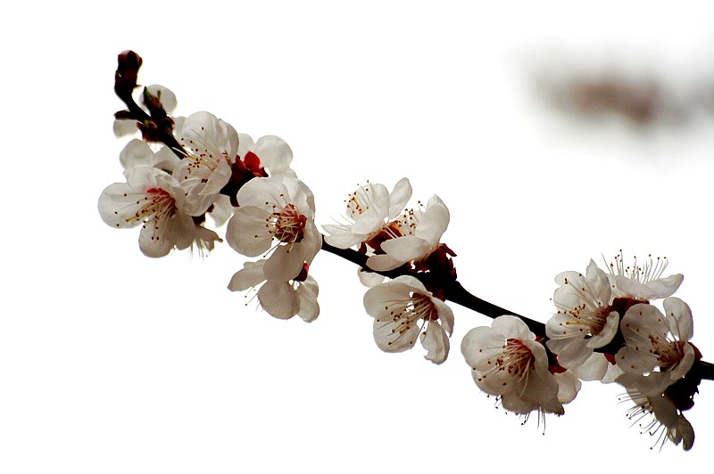 再拍杏花