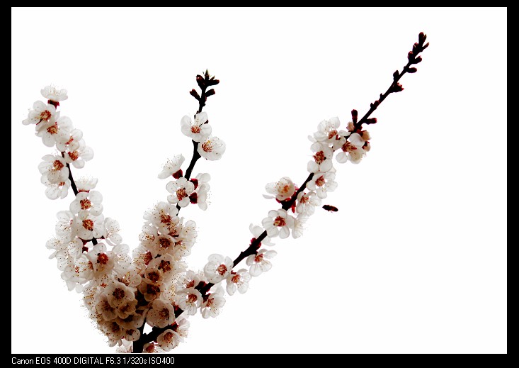 再拍杏花