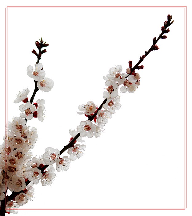 再拍杏花