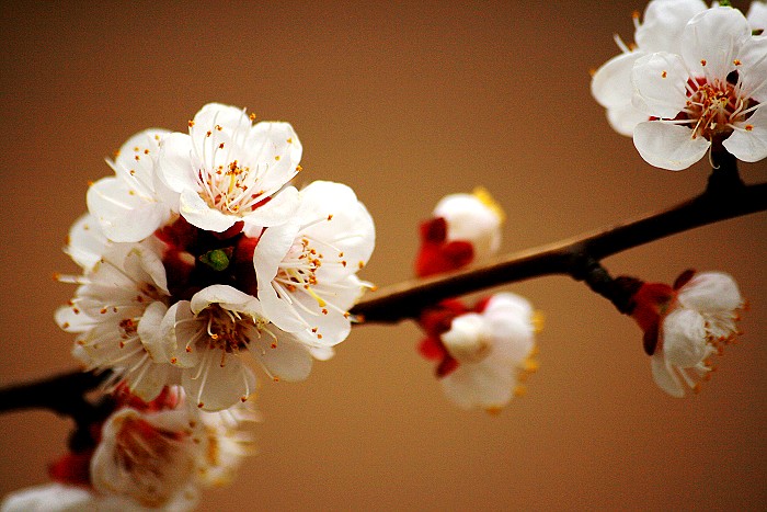 再拍杏花