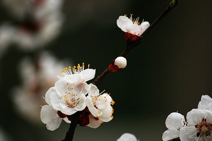 再拍杏花