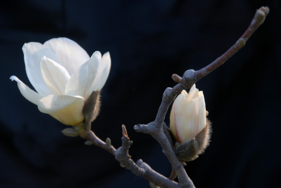 [原创]又到玉兰花开时