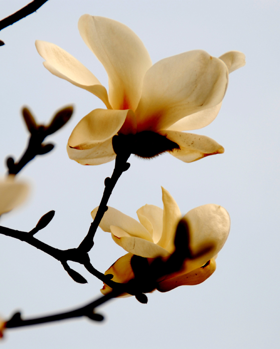 [原创]又是玉兰花开时