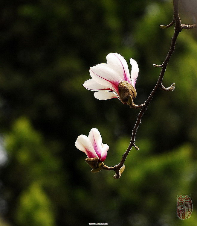 再拍玉兰