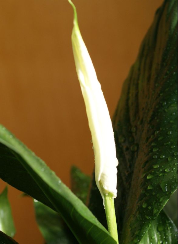 出水芙蓉
