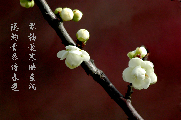 满园春色关不住，忙煞“油摄”采风人