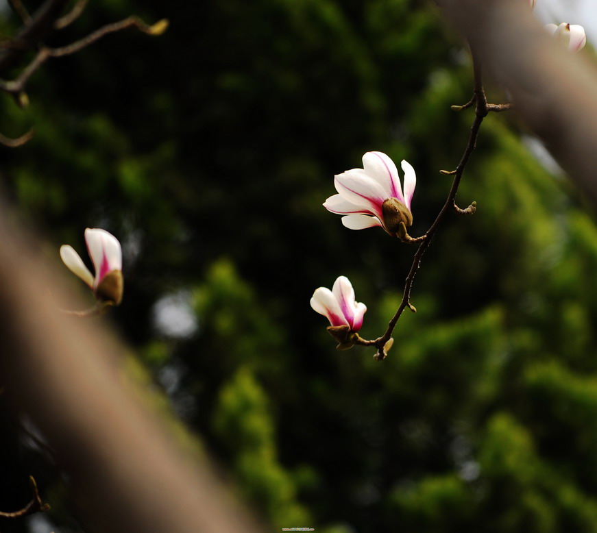 再拍玉兰
