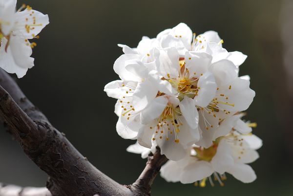 春来"采"花忙