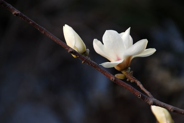 春来"采"花忙