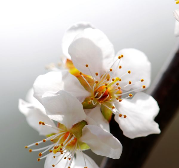 春来"采"花忙