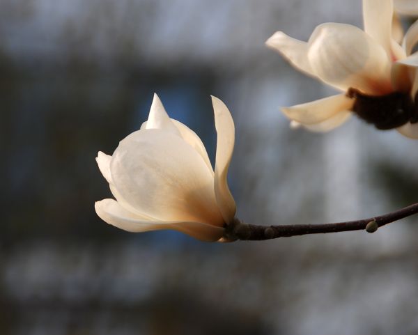 春来"采"花忙