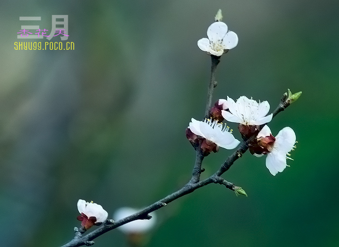 三月杏花天