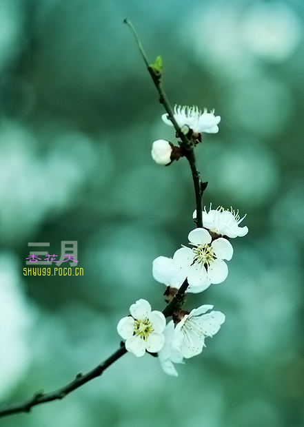 三月杏花天