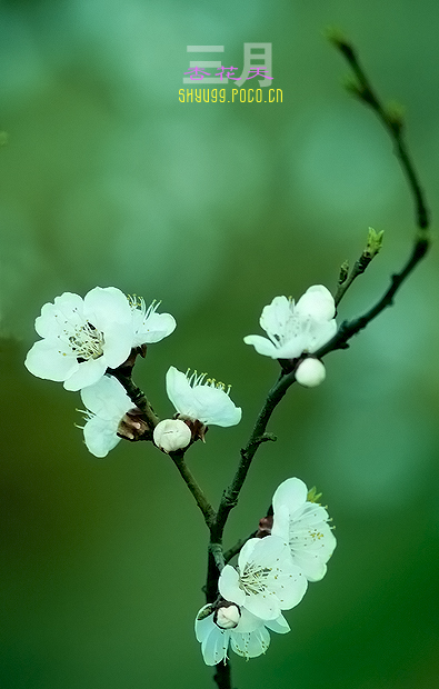 三月杏花天