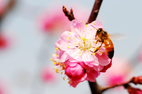 春来"采"花忙