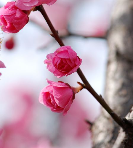 春来"采"花忙