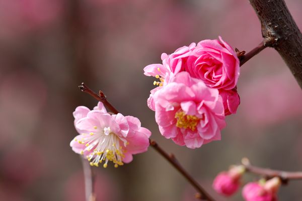 春来"采"花忙