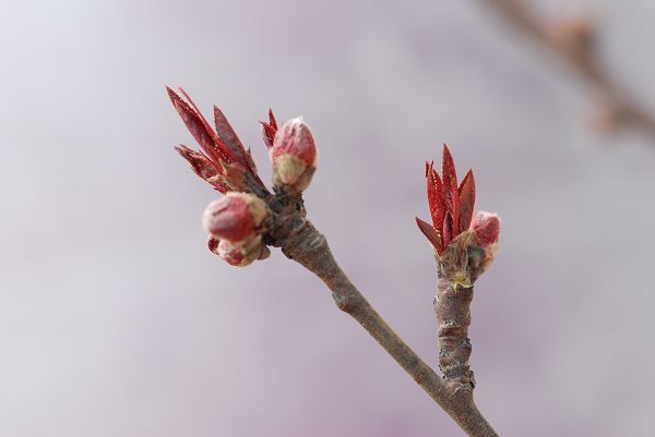 春来"采"花忙