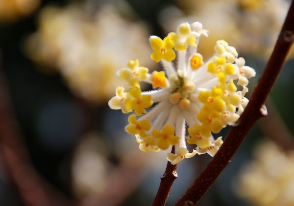 春来"采"花忙