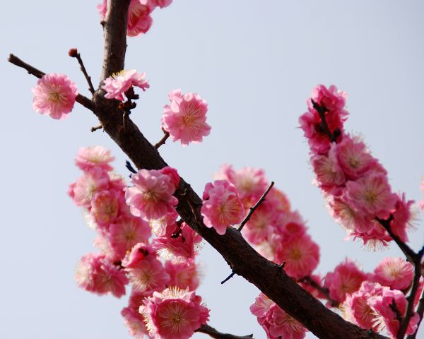 春来"采"花忙