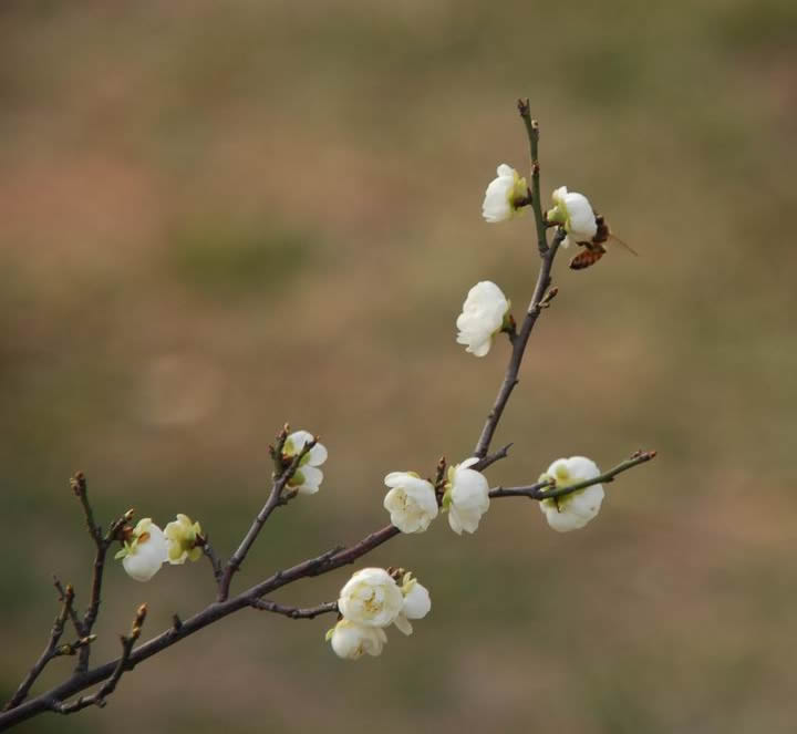 梅开蜂舞