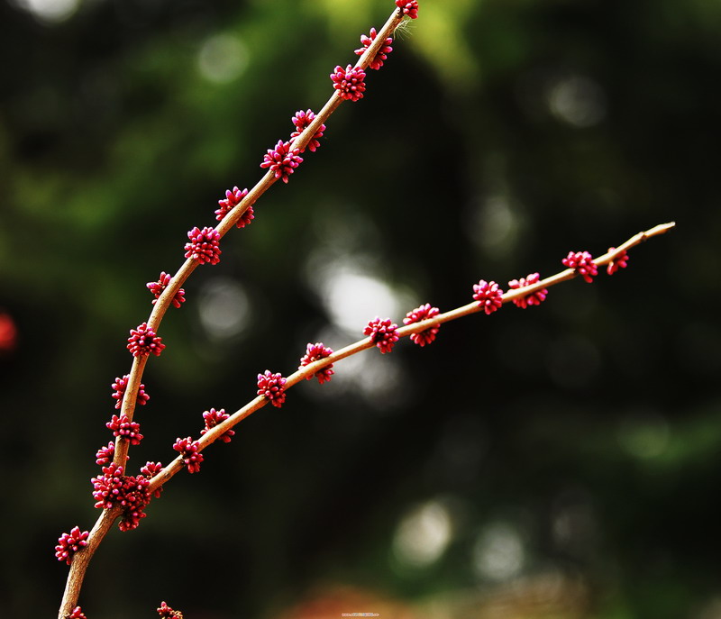 什么花？