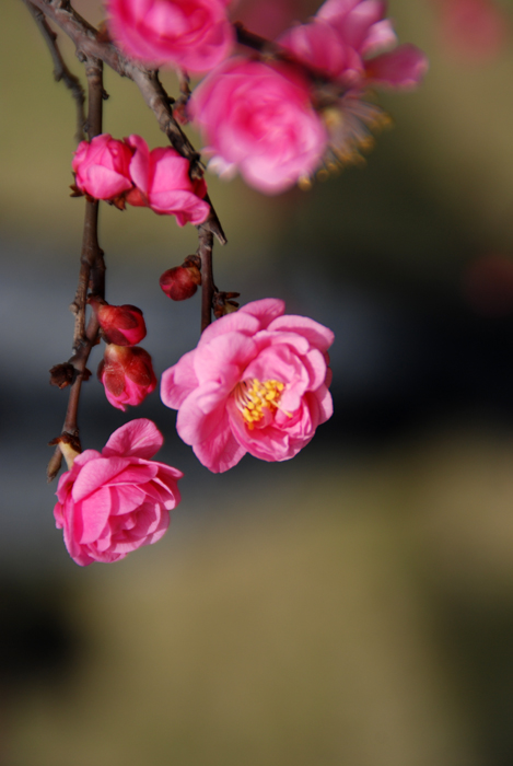踏春采花