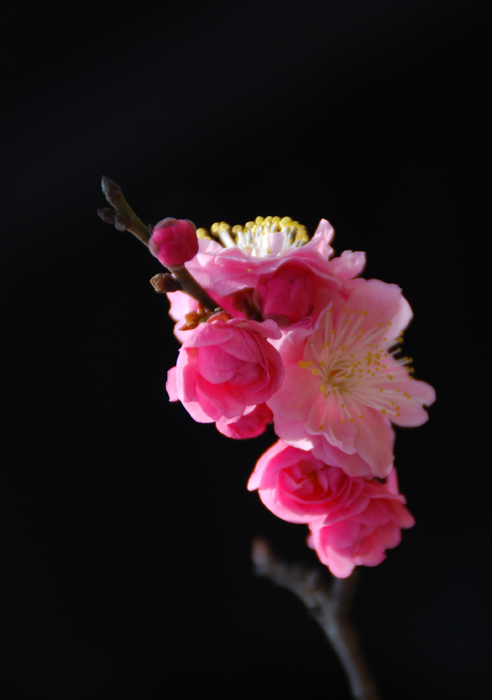 踏春采花