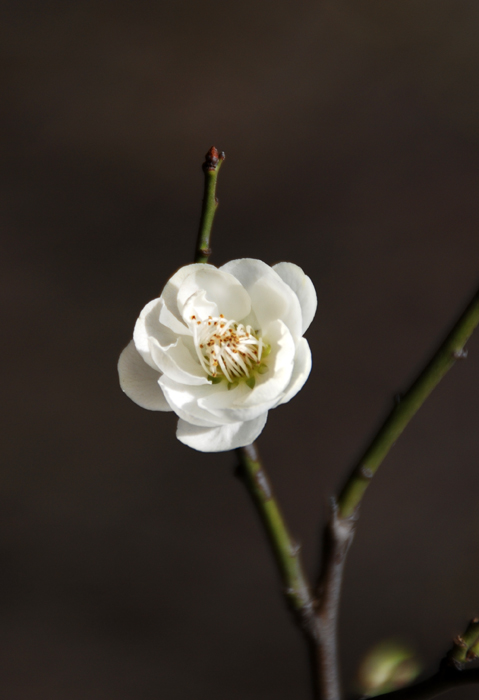 踏春采花