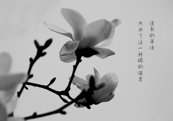 [原创]我与花儿有个约会