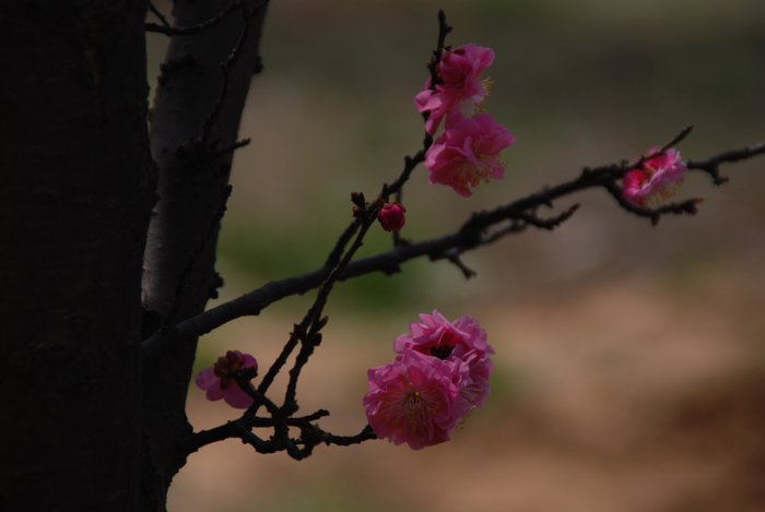 [原创]我与花儿有个约会