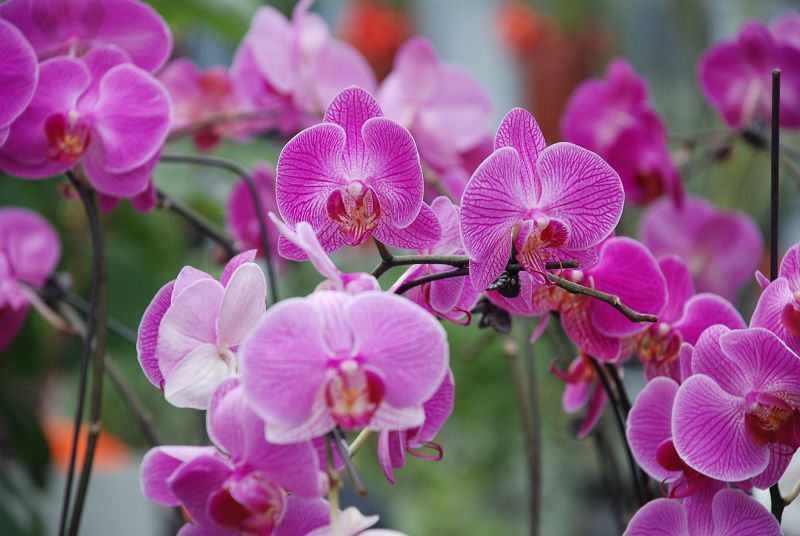 花开的季节