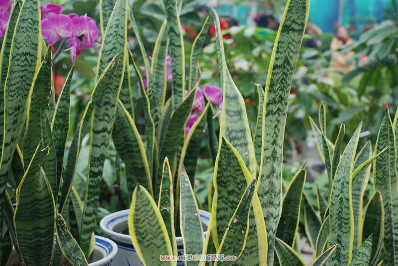 花开的季节