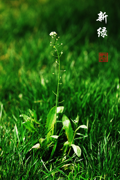 新绿