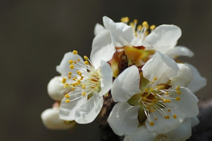 春天里的花