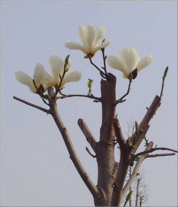 纯洁世界