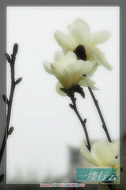 那些花