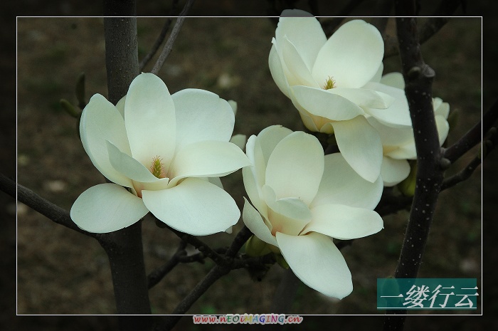 那些花