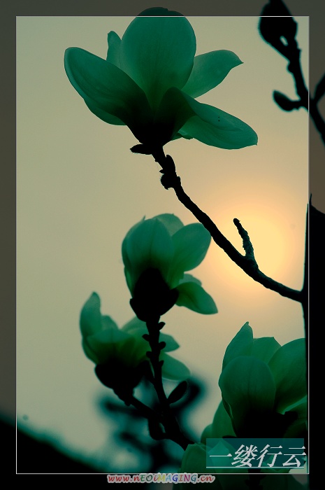 那些花