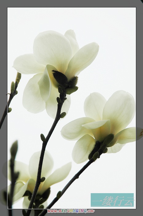 那些花