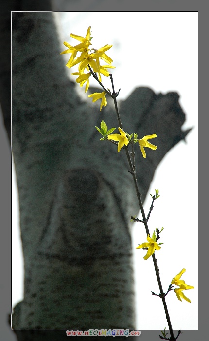 那些花