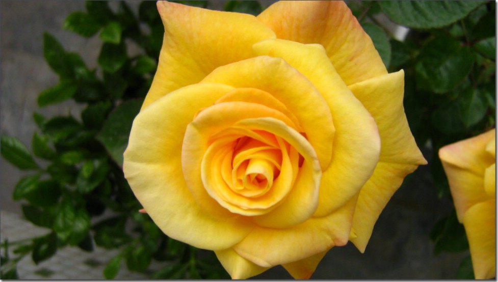 异乡春色