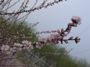 春天来了