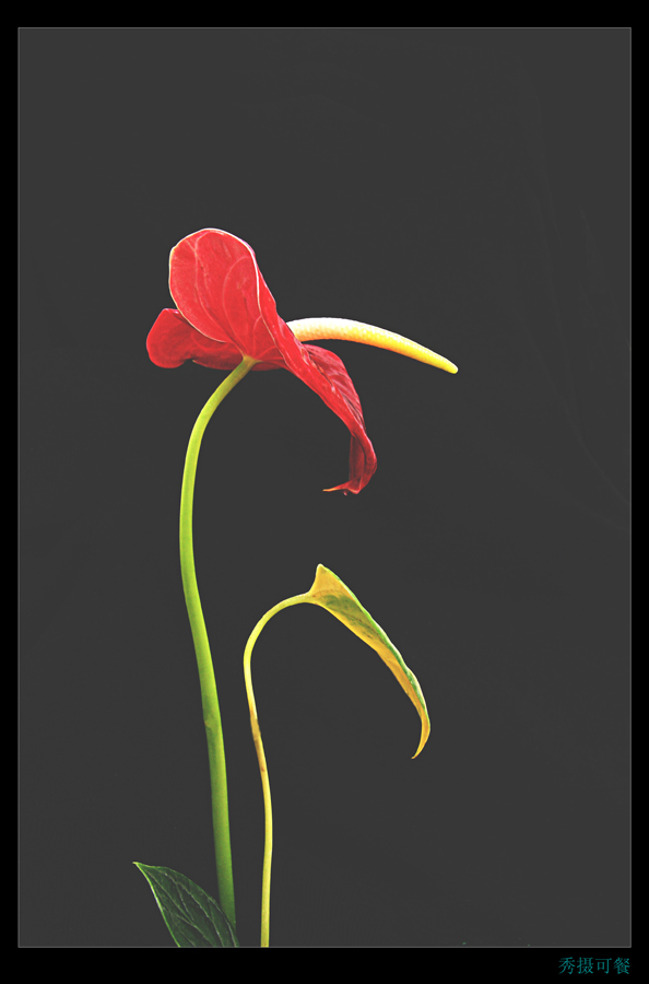 花果昆虫一组
